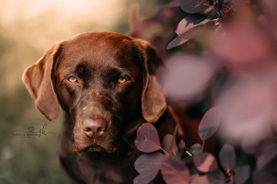 Frieda Hundefotografie