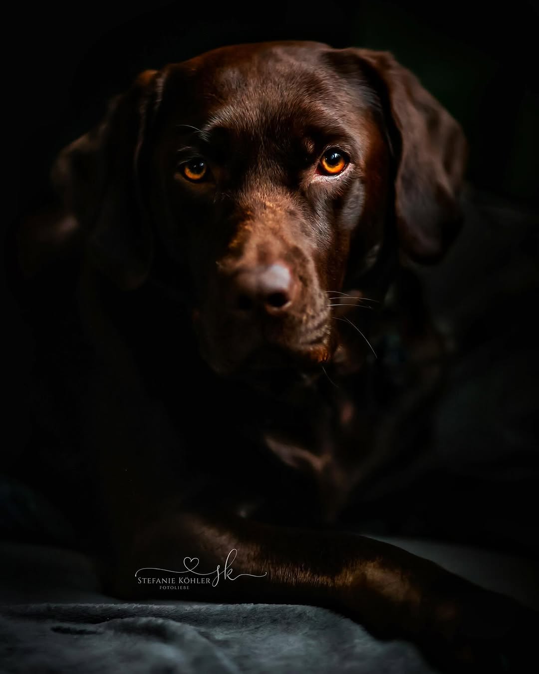 Hundefotografie Portrait