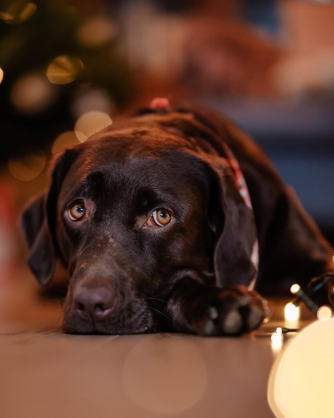 Hundefotografie mit Lichterstimmung