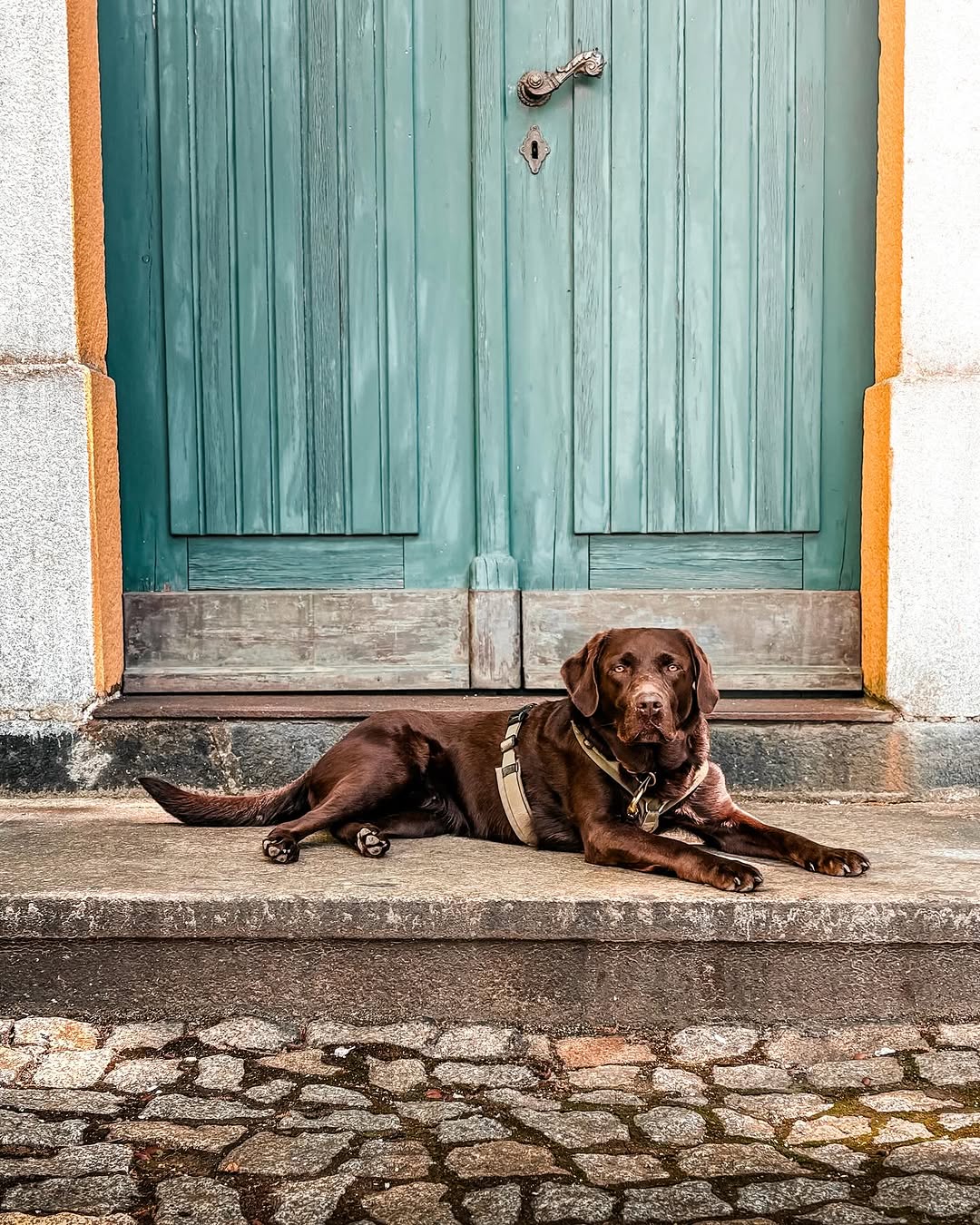 Hundefotografie auf Steintreppe