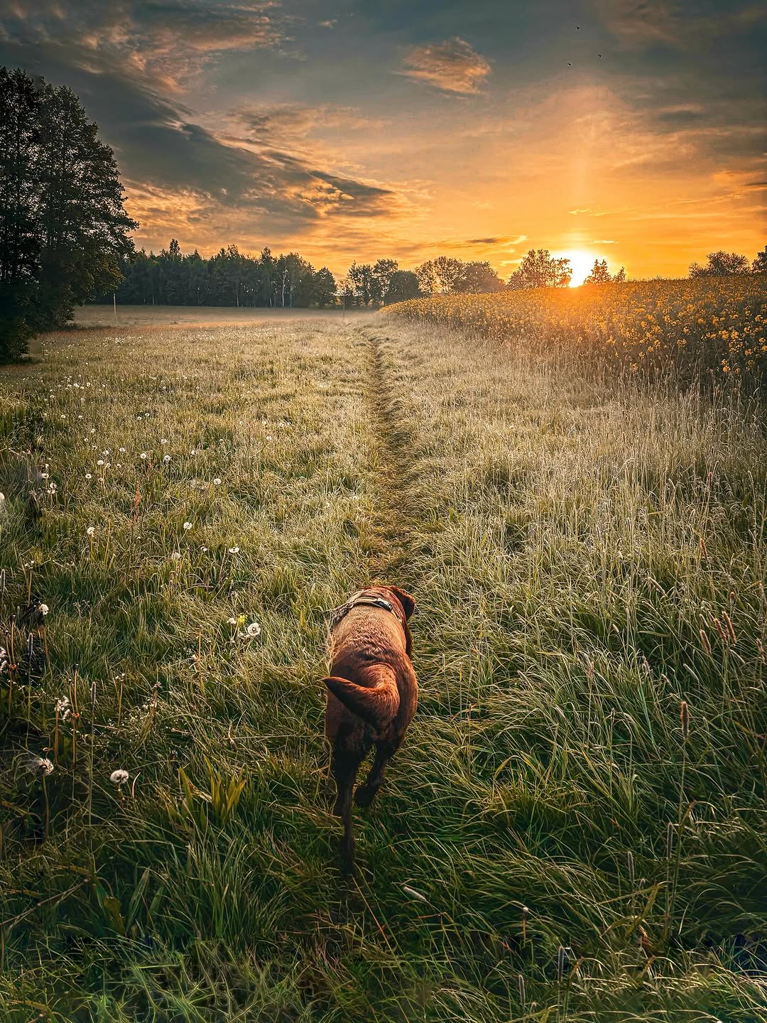 Entspannter Spaziergang in der Natur