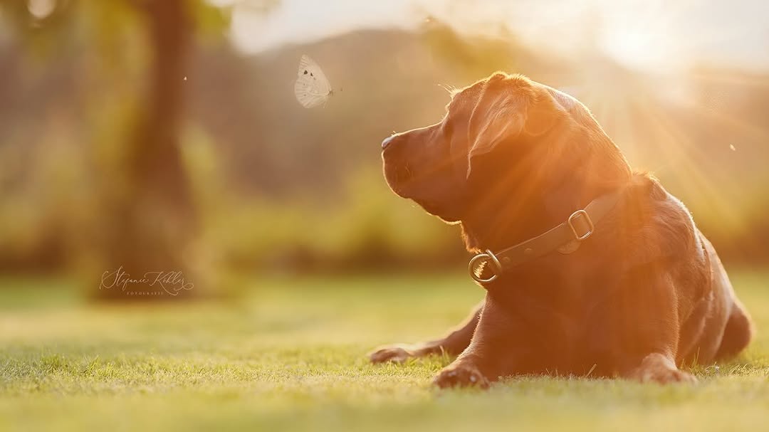 Hundefotografie Outdoor